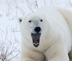 Yawning bear